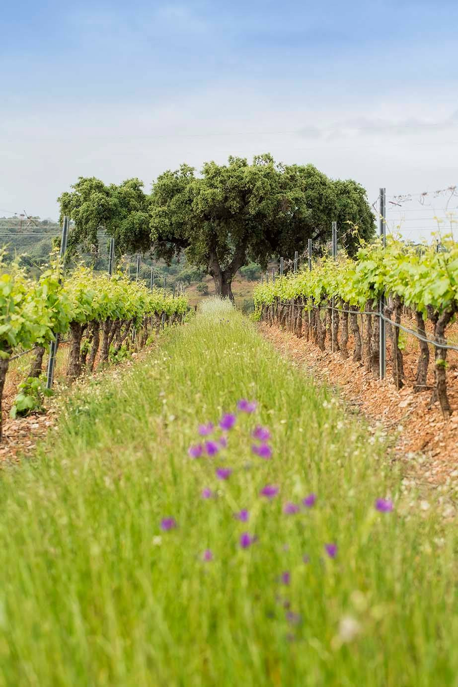 Vinha Alentejo | Viva o Vinho