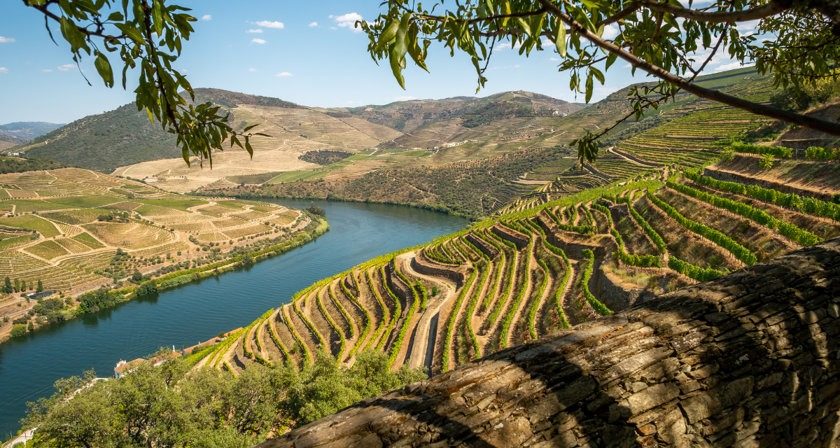 Vinhos sem Fronteiras: 12 Experiências Extraordinárias de Enoturismo para Enófilos