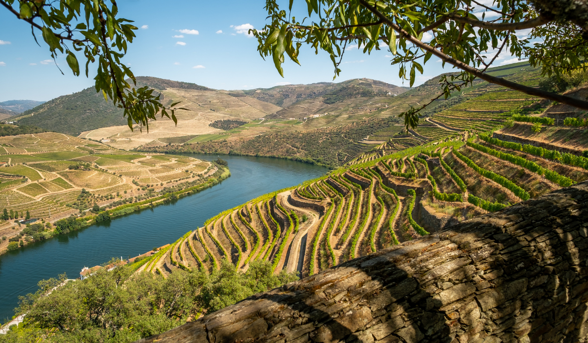 Vinhas Douro | Viva o Vinho