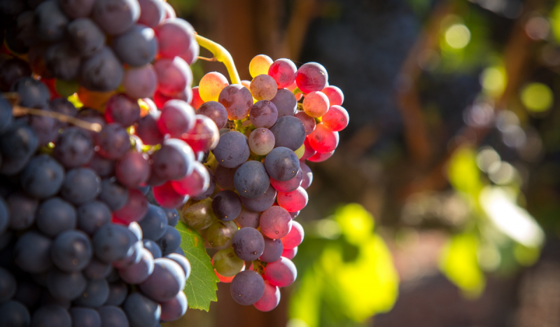 Evino e Grand Cru criam Víssimo Group | Viva o Vinho