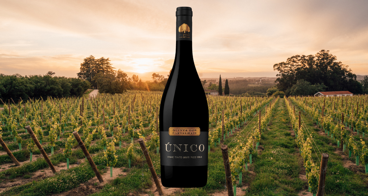 O regresso de um vinho ÚNICO do Dão