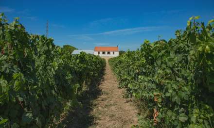 Quinta dos Abibes apresenta a nova colheita Espumante Baga Rosé 2020