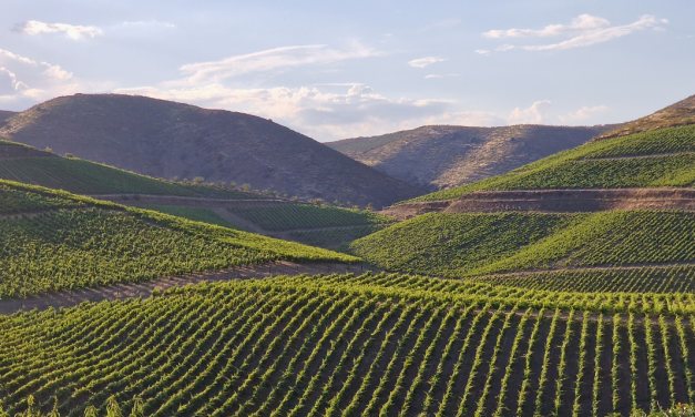 Vinhos do Douro: conheça os eleitos no Concurso de Vinhos do Douro Superior