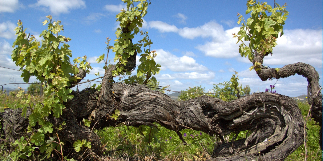 Jantar Vínico Dona Berta, The Yeatman | Viva o Vinho