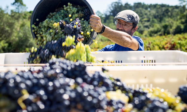 Região da Bairrada convida enoturistas a participar nas vindimas