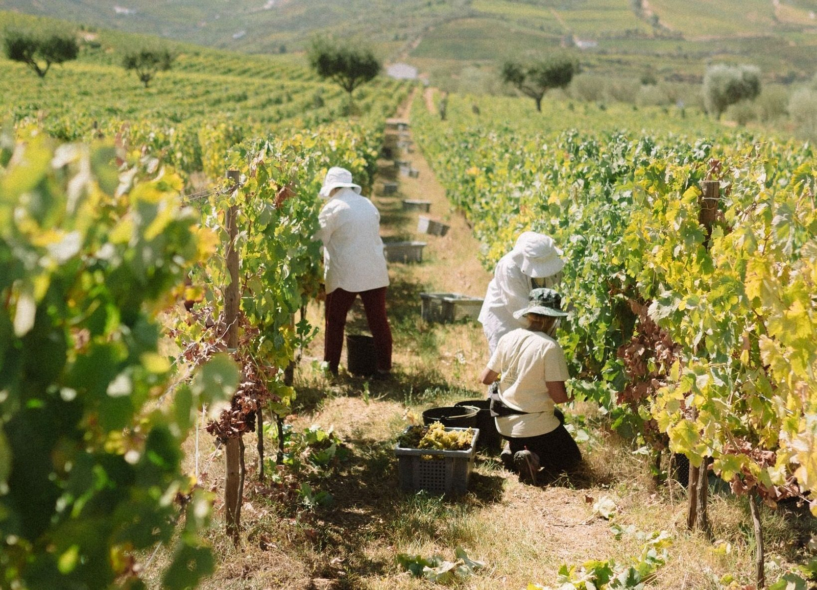 Vindimas Quinta da Pacheca | Viva o Vinho