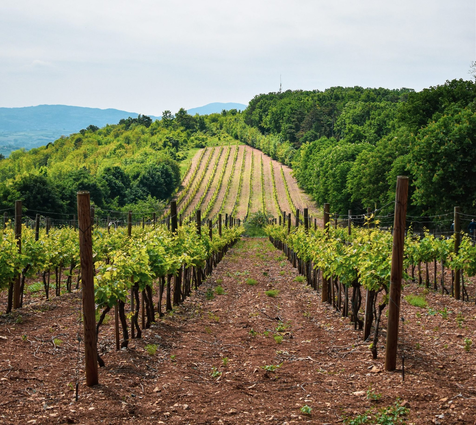 Vinhas | Viva o Vinho