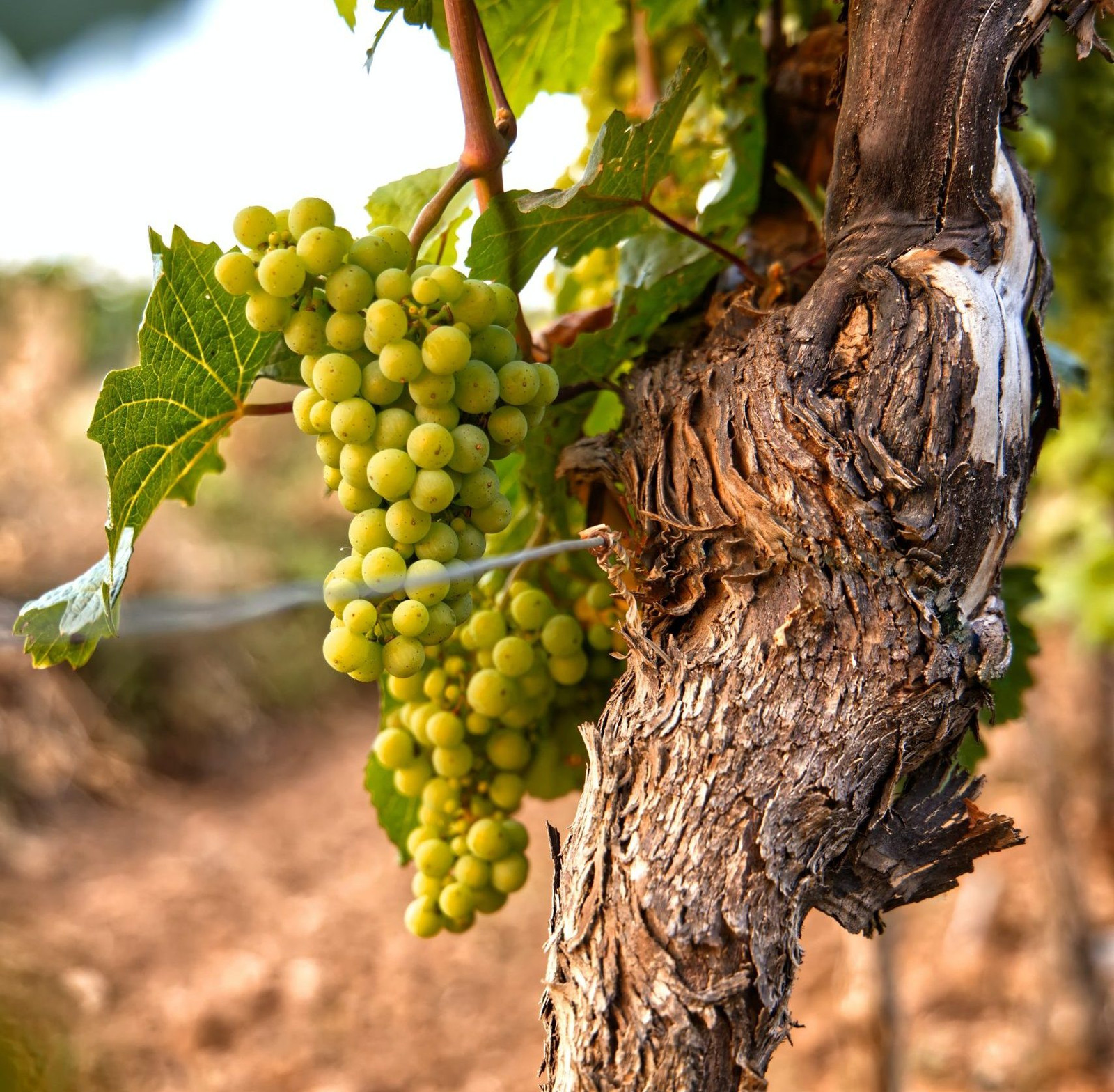 Vinhas | Viva o Vinho