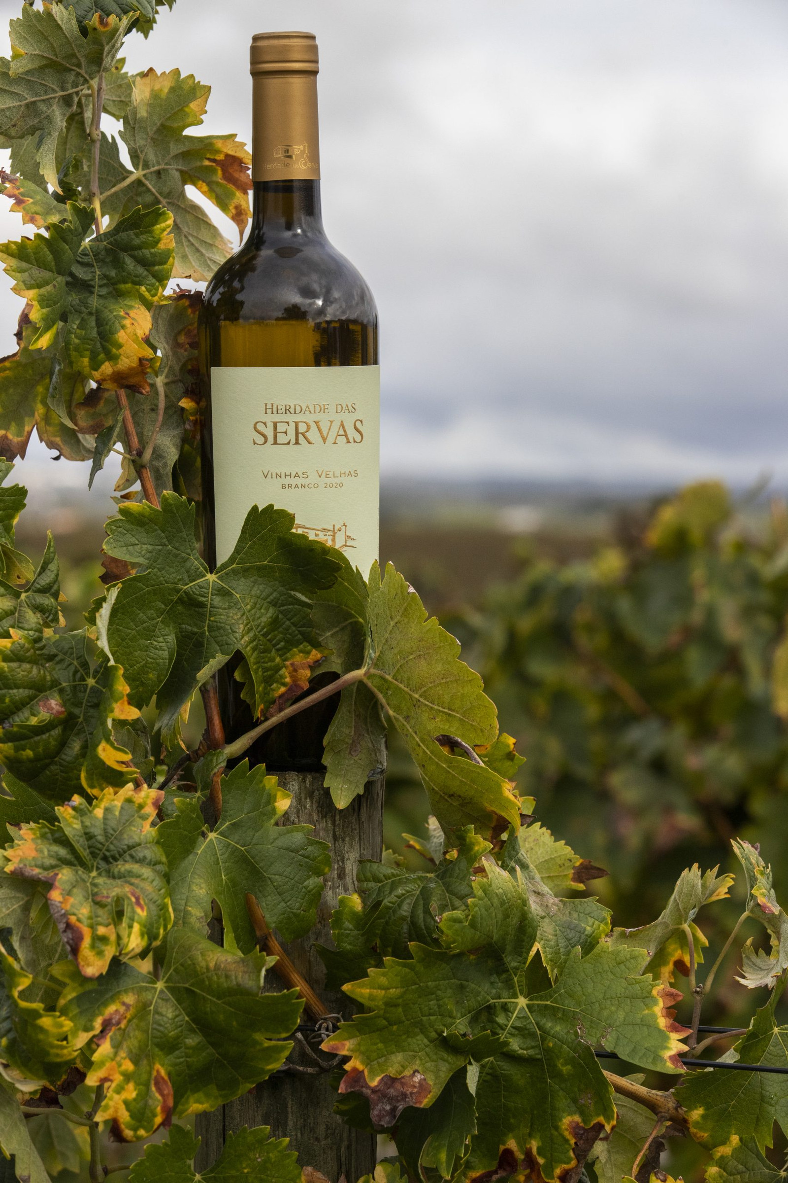 Herdade das Servas Vinhas Velhas | VivaoVinho.pt