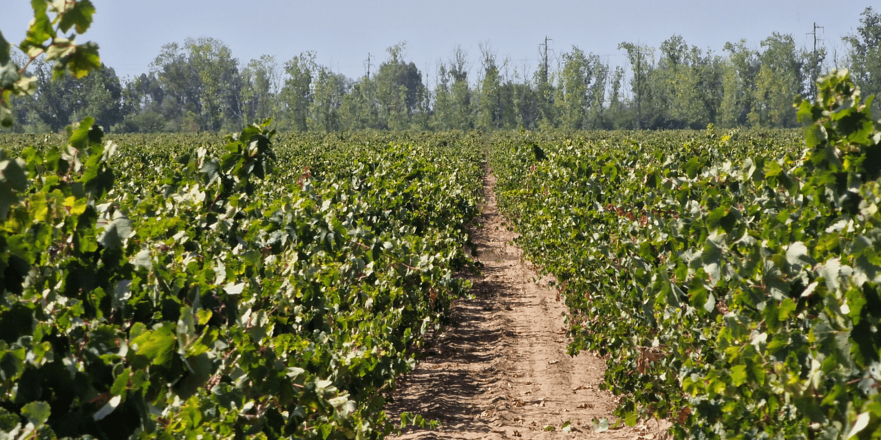 Terroir de Tejo | Viva o Vinho