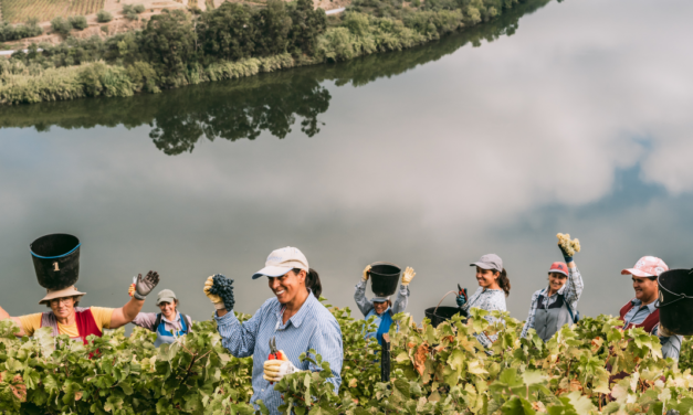 “No Douro, vamos vindimar na Quinta das Carvalhas” a 02, 09 e 16 de setembro