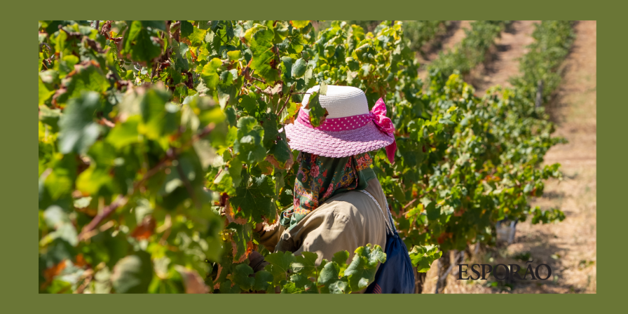 Herdade do Esporão vindimas|Viva o Vinho