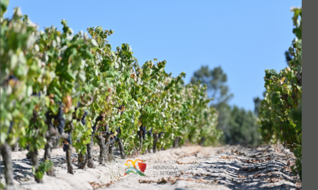 Castelão Extreme: A nova marca coletiva dos Vinhos da Península de Setúbal