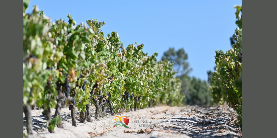 Castelão Extreme: A nova marca coletiva dos Vinhos da Península de Setúbal