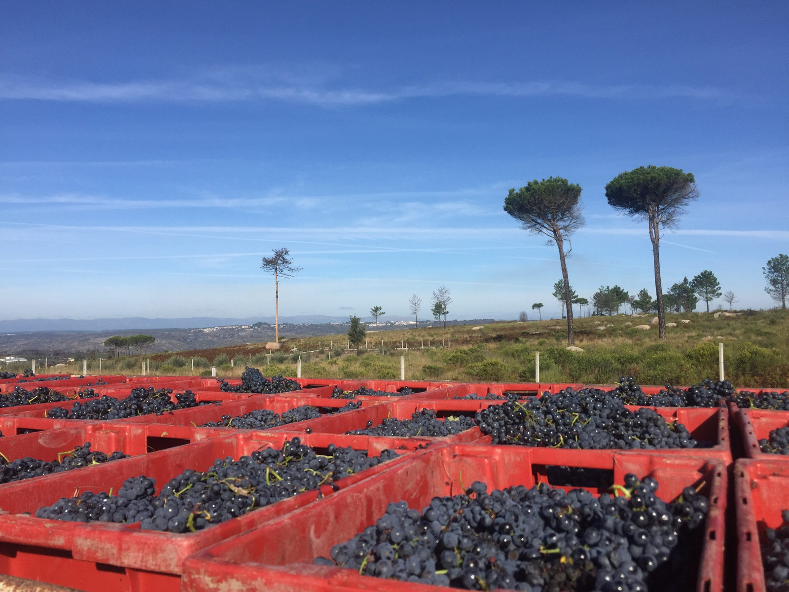 Quinta da Bordaleira: Vinhos com a identidade do Dão | Viva o Vinho