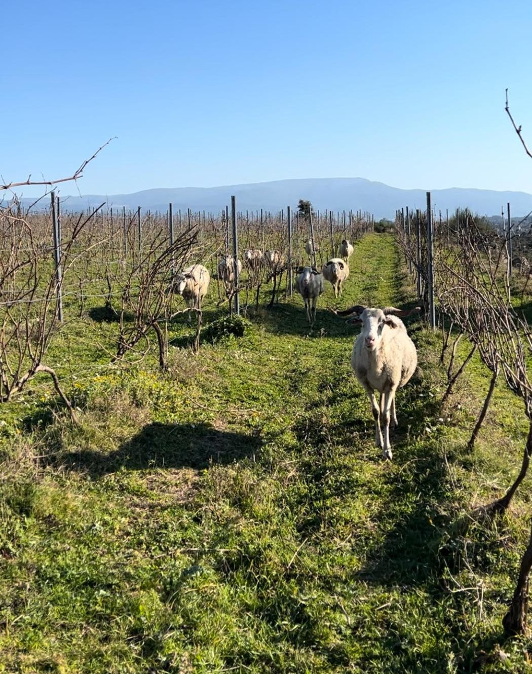 Quinta da Bordaleira: Vinhos com a identidade do Dão | Viva o Vinho