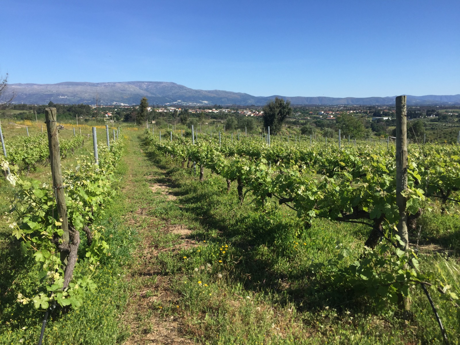 Quinta da Bordaleira: Vinhos com a identidade do Dão | Viva o Vinho