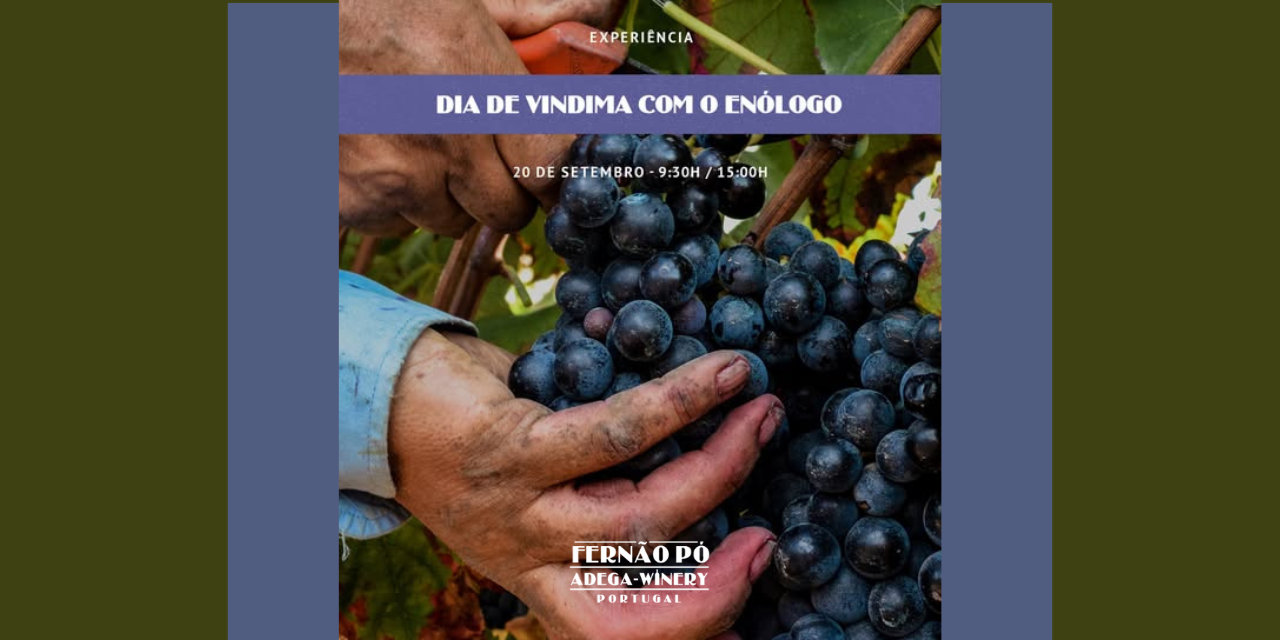 Dia de Vindima Fernando Pó|Viva o Vinho