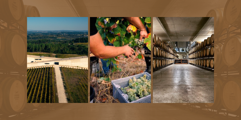 Caminhos Cruzados Vindimas na Quinta da Teixuga|Viva o Vinho