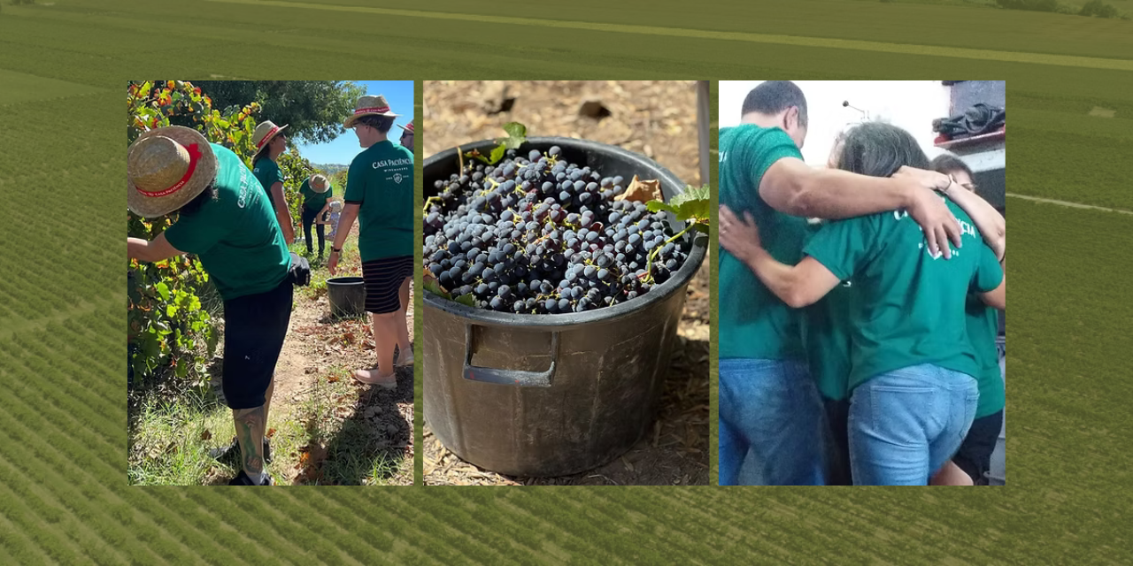 Casa Paciência Vindima|Viva o Vinho
