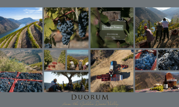 Duorum realiza a sua primeira vindima na nova adega em Vila Nova de Foz Côa