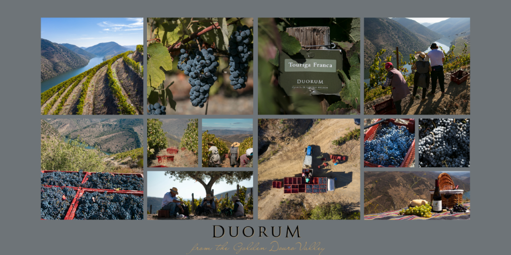 Duorum realiza a sua primeira vindima na nova adega em Vila Nova de Foz Côa