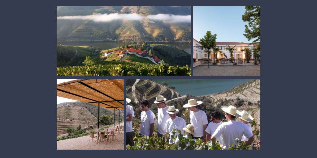 Vindima Quinta Nova|Viva o Vinho