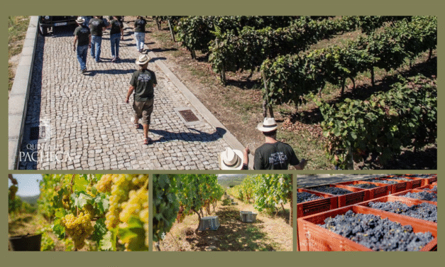 Programa de Vindimas Quinta da Pacheca 2025