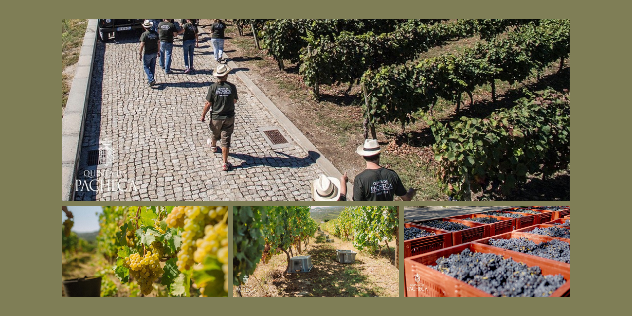 Vindima Quinta da Pacheca|Viva o Vinho