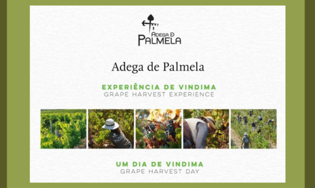 Um Dia de Vindima na Adega de Palmela
