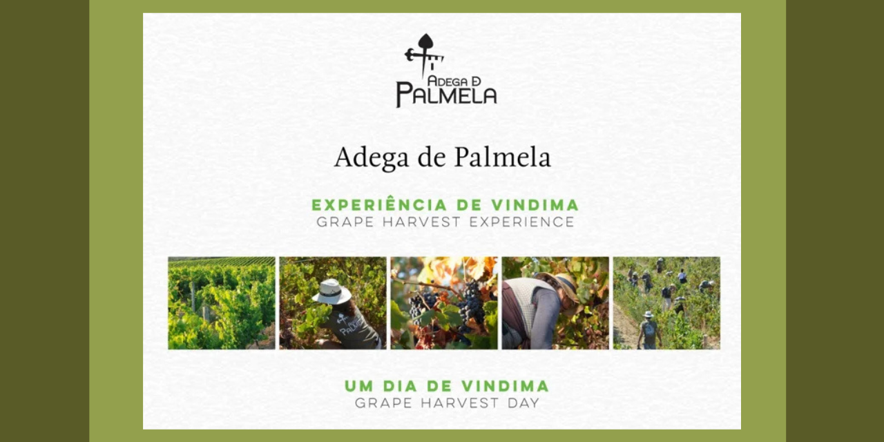 Vindima na Adega de Palmela|Viva o Vinho