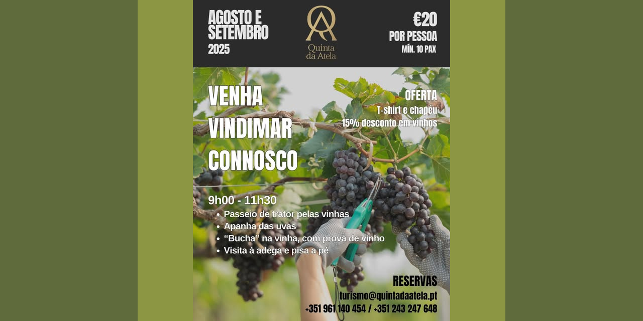 Vindimas na Quinta da Atela|Viva o Vinho