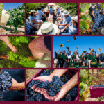 Sete programas de vindimas na Região dos Vinhos do Tejo entre agosto e setembro
