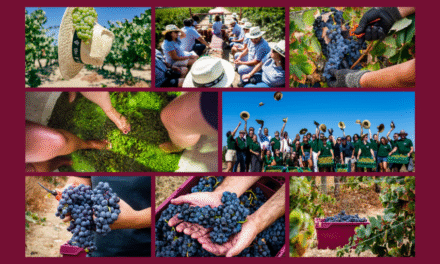 Sete programas de vindimas na Região dos Vinhos do Tejo entre agosto e setembro