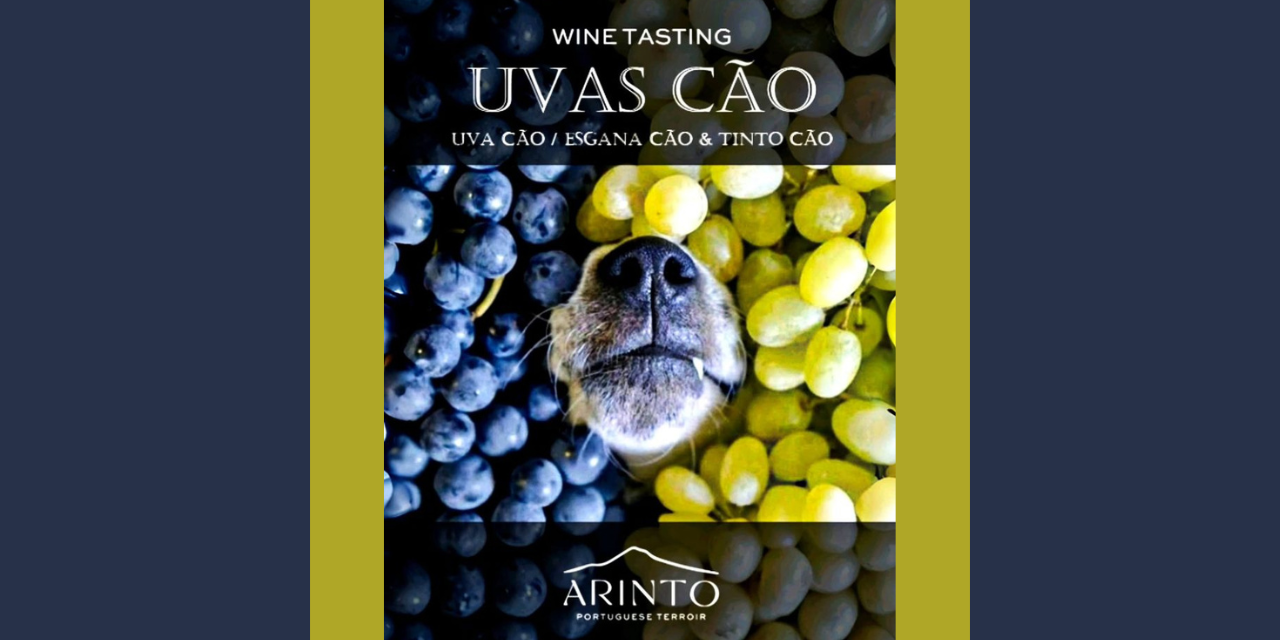 Wine Tasting - Uvas Cão|Viva o Vinho