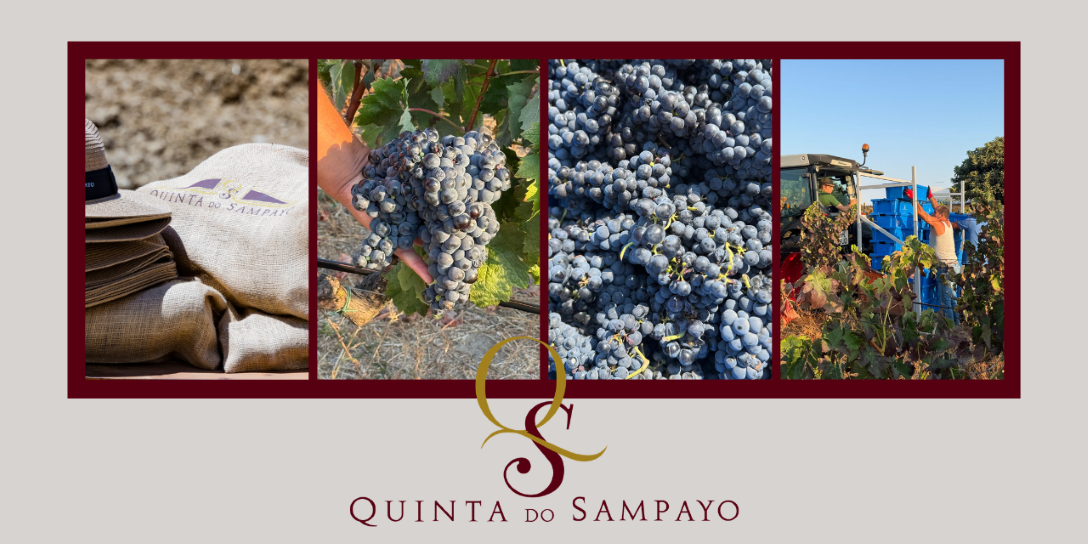 Vindima Quinta do Sampayo|Viva o Vinho
