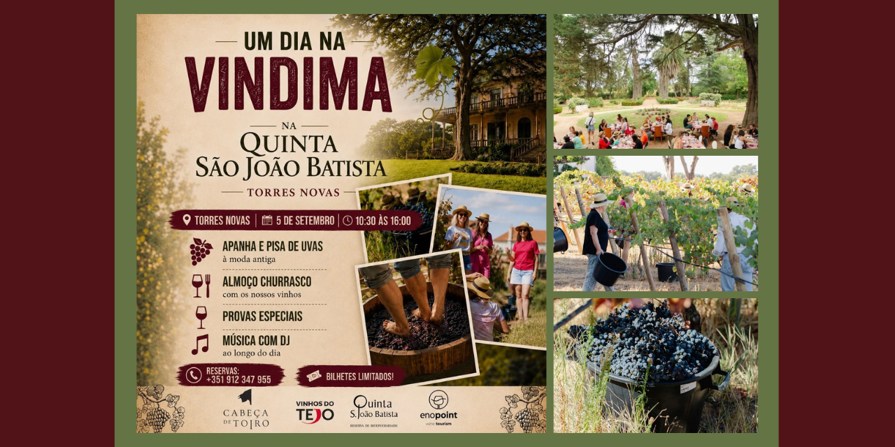 Vindima na Quinta São João Batista|Viva o Vinho