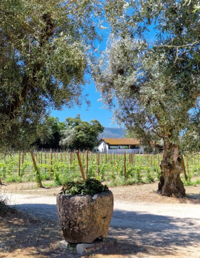 Palácio da Brejoeira - Feira do Alvarinho em Monção