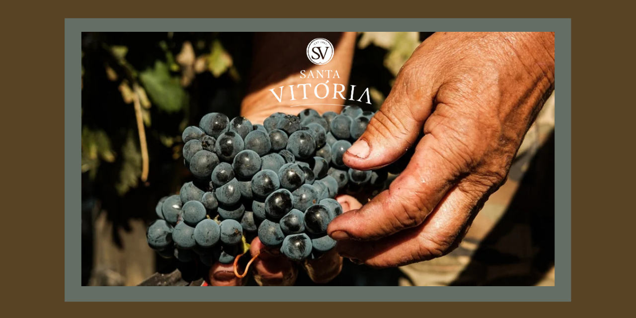 Casa de Santa Vitória Vindimas|Viva o Vinho