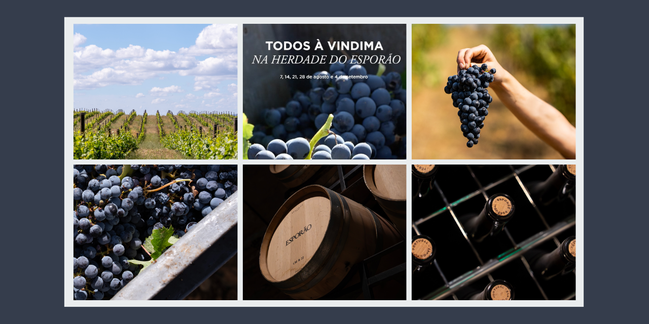 Esporão Vindimas|Viva o Vinho