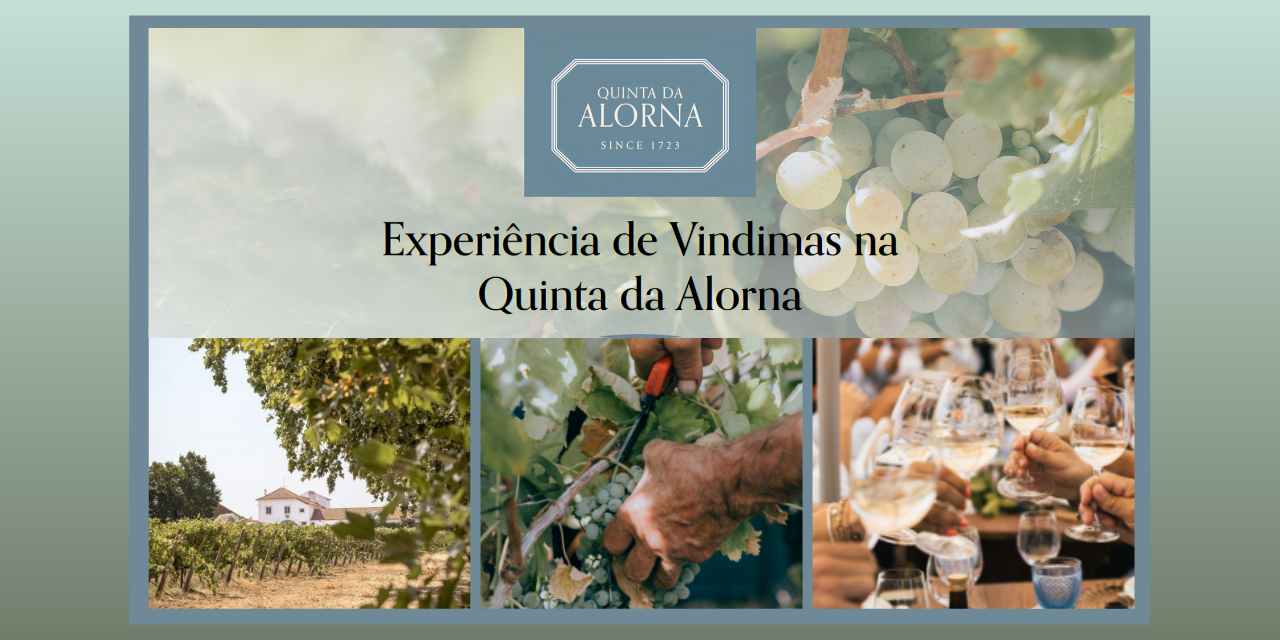 Vindimas Quinta da Alorna|Viva o Vinho