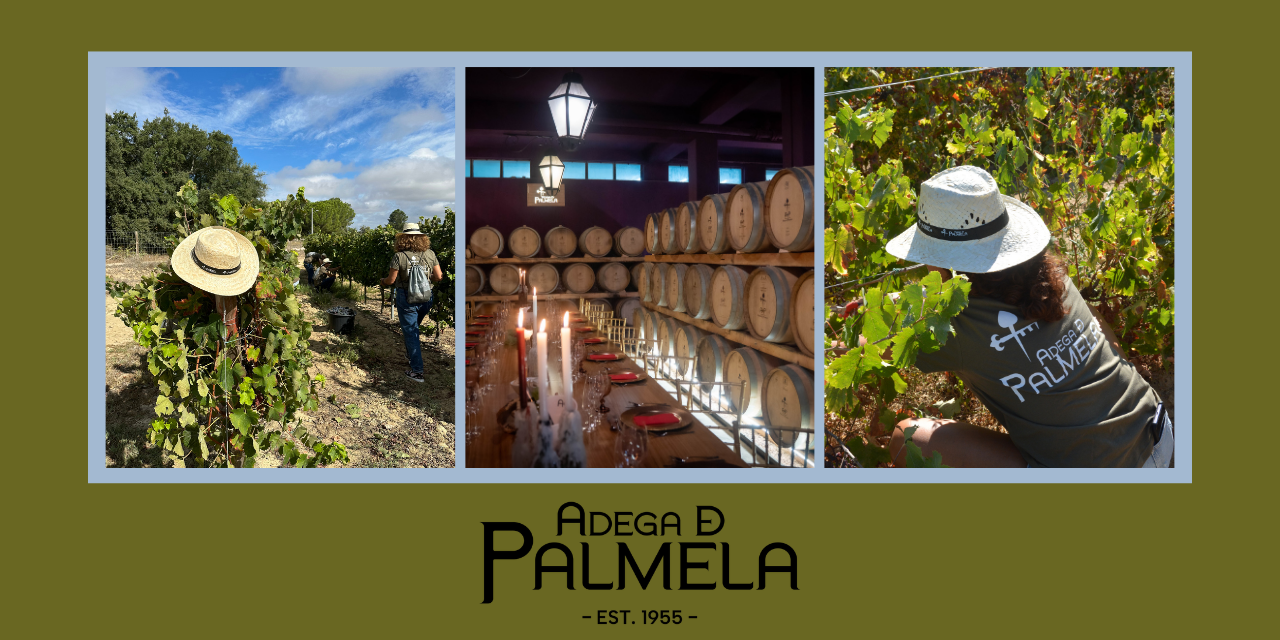 Vindimas na Adega de Palmela|Viva o Vinho