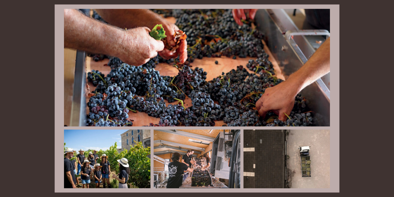 Vindimas na Fita Preta|Viva o Vinho