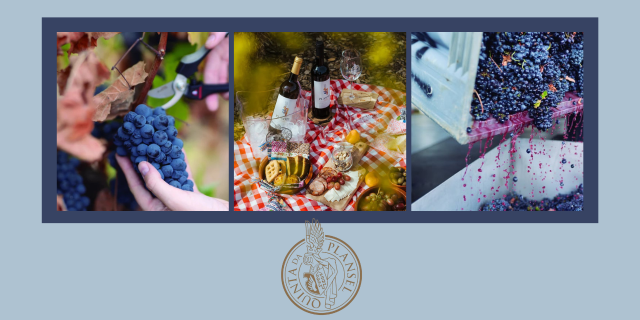 Vindima Quinta da Plansel|Viva o Vinho