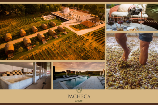 Vindimas Quinta da Pacheca Enoturismo|Viva o Vinho