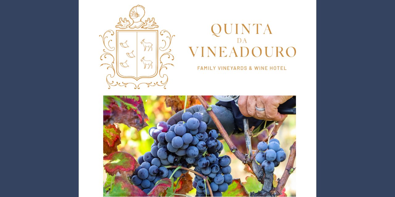 Vindimas Quinta da Vineadouro|Viva o Vinho