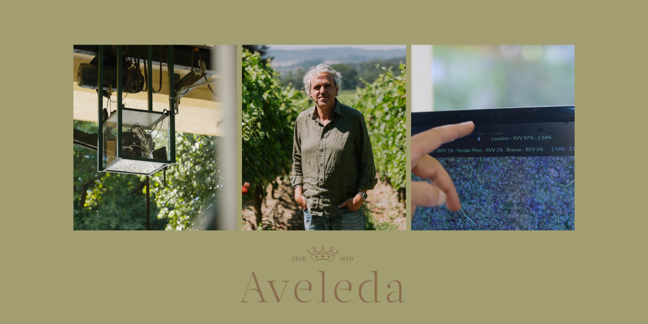 Aveleda desenvolve sistema pioneiro em Portugal para identificar castas através de inteligência artificial