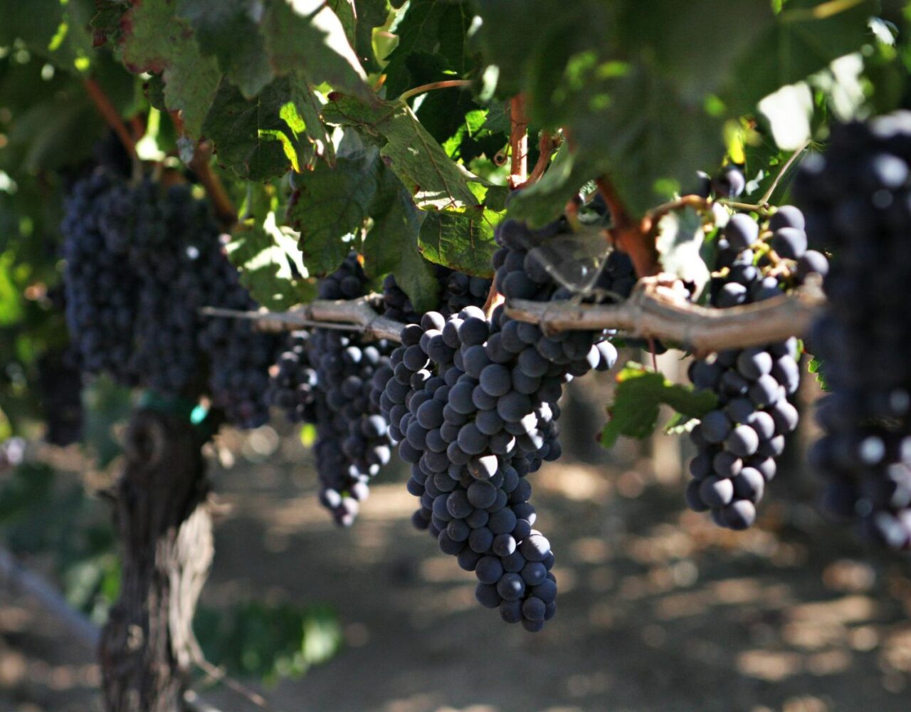 Pinot Noir: a mais branca das uvas tintas