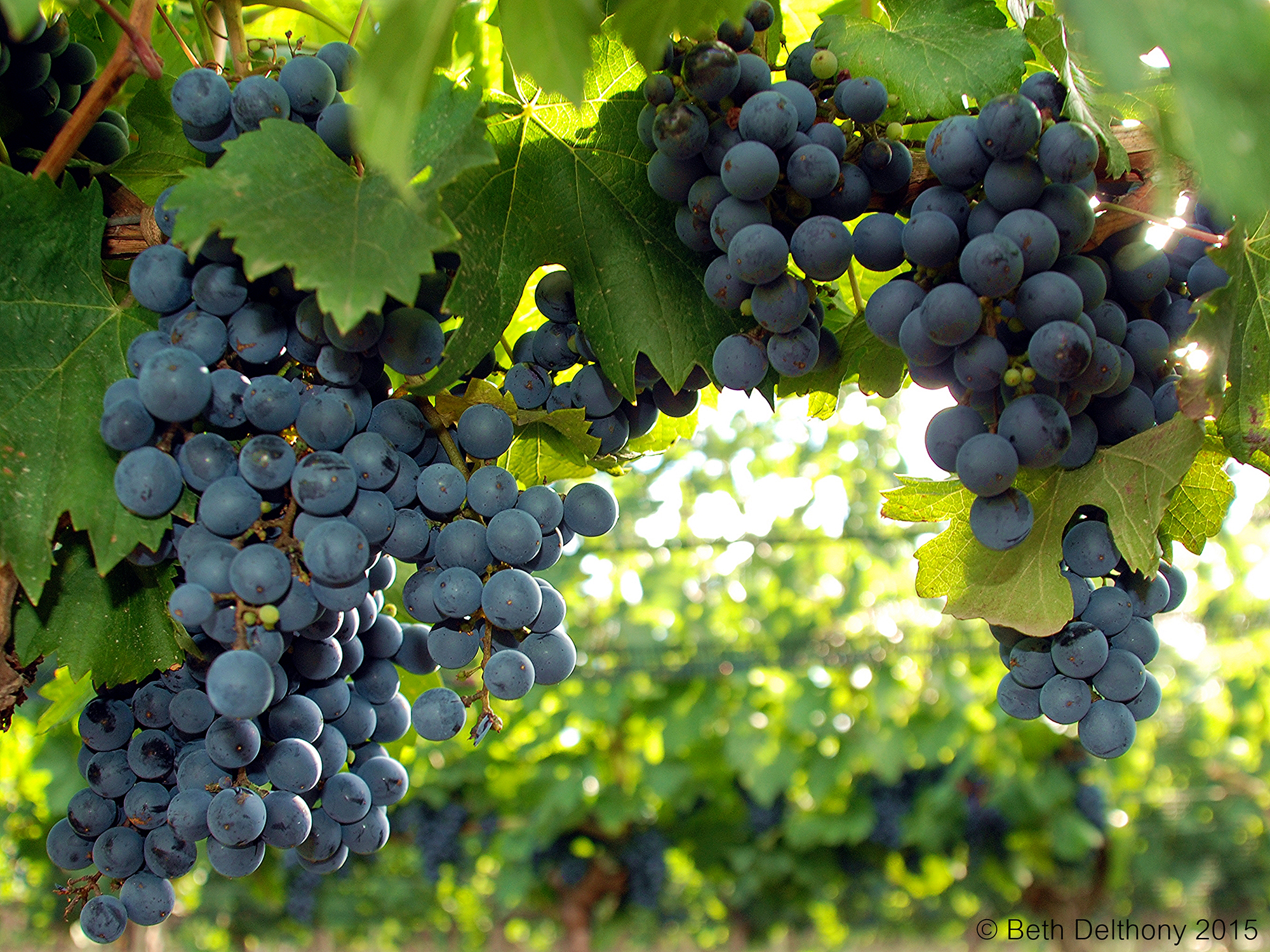 Страшенский чёрный виноград