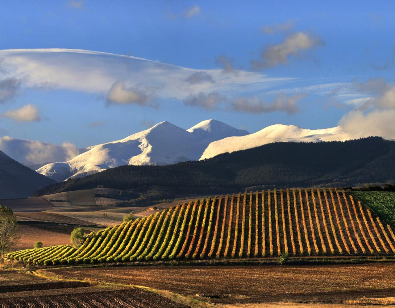 Rioja é a principal região vinícola da Espanha